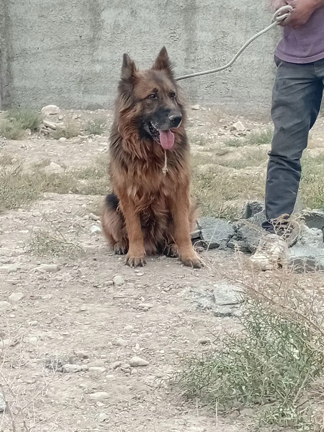 سگ ژرمن شپرد|سگ|رباطکریم, رباطکریم|دیوار