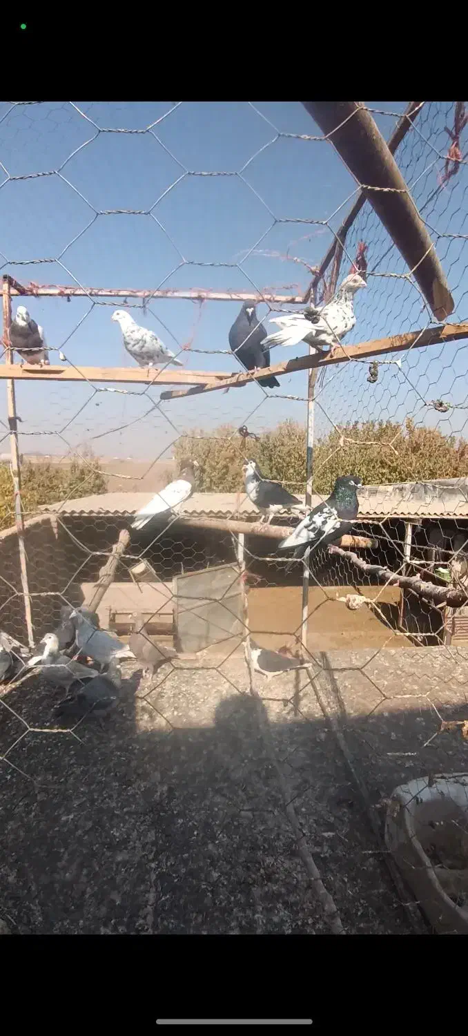 کبوتر جوان پرشی|پرنده|اقبالیه, |دیوار