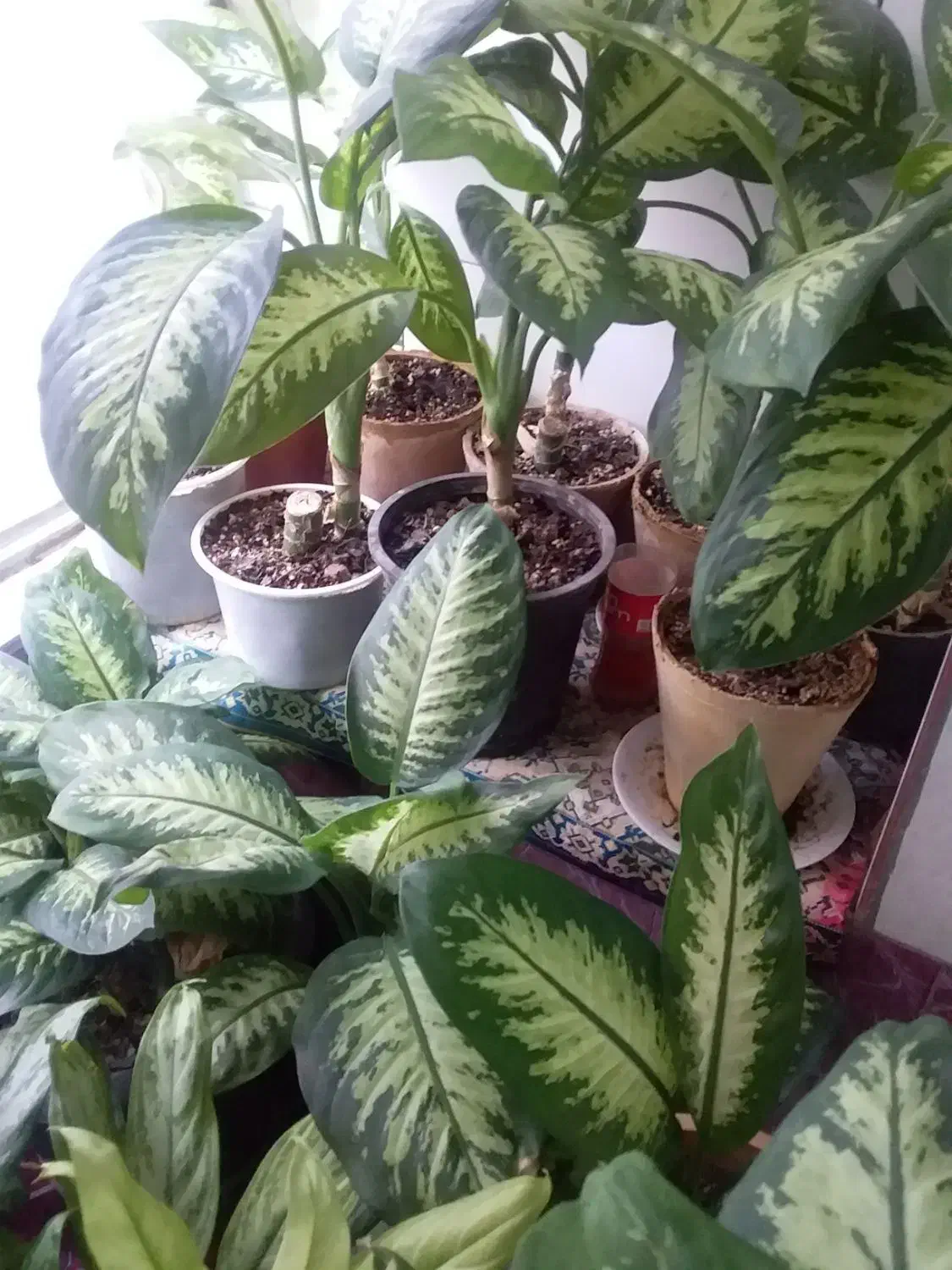 گل آپارتمانی|گل و گیاه طبیعی|کیار, |دیوار