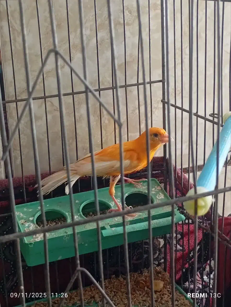 قناری|پرنده|بهمن صغاد, |دیوار