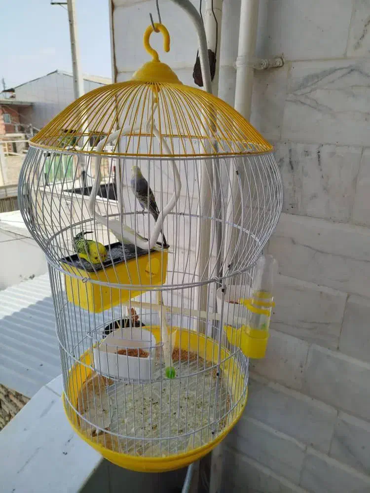 مرغ عشق|پرنده|بندر ترکمن, |دیوار