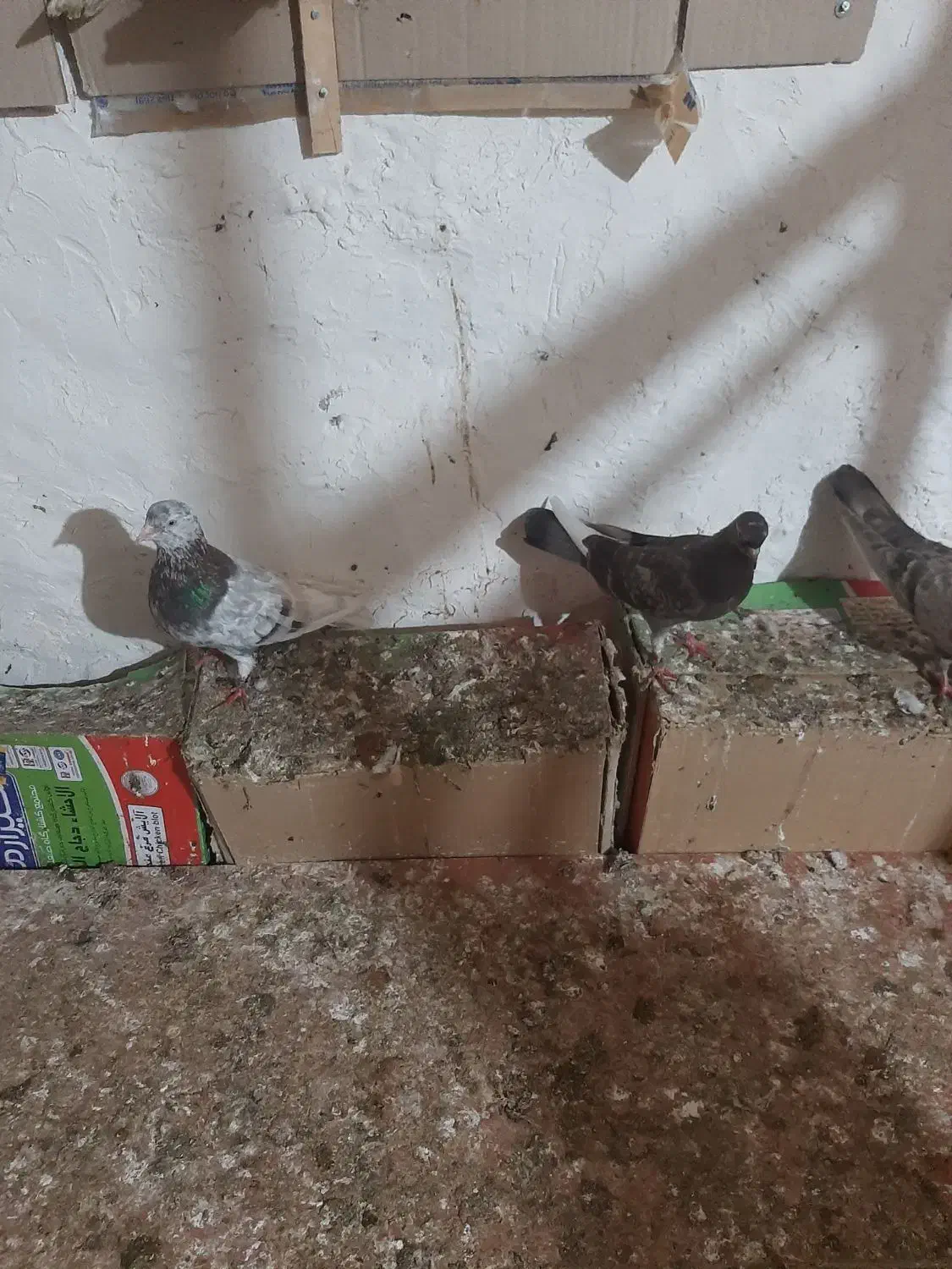 کبوتر 3 جفت|پرنده|قشم, |دیوار