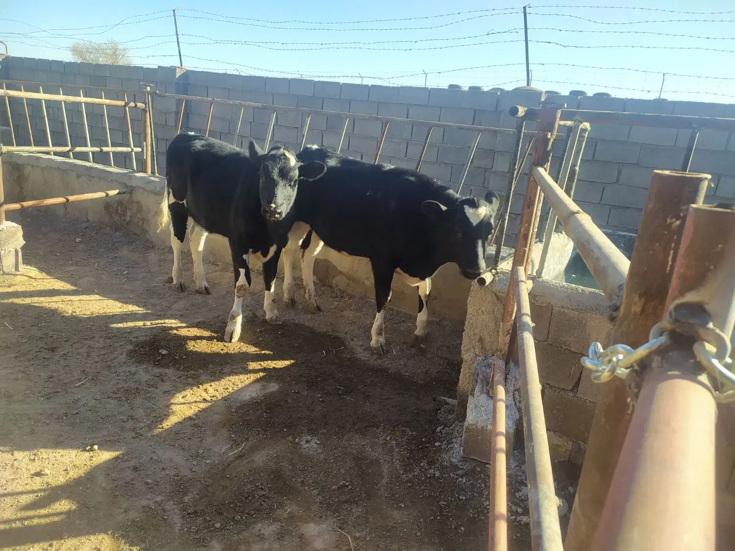 تلیسه گاو آبستن گوساله نر وماده|حیوانات مزرعه|تربت جام, میان جام|دیوار