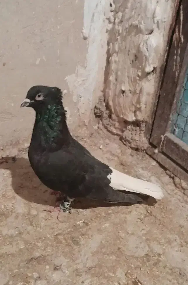 یدونه زاغ دم سفید نر مست پرشی ضربه وهم جفتگاه|پرنده|پاکدشت, پاکدشت (مامازند)|دیوار