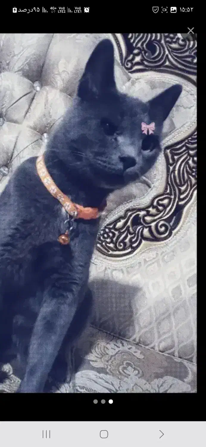 گربه خانگی بسیار باهوش تمیز|گربه|میانه, |دیوار