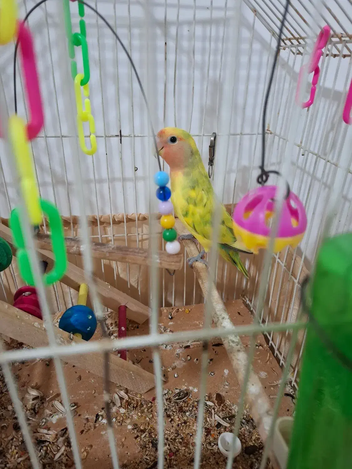 طوطی برزیلی|پرنده|چالوس, |دیوار