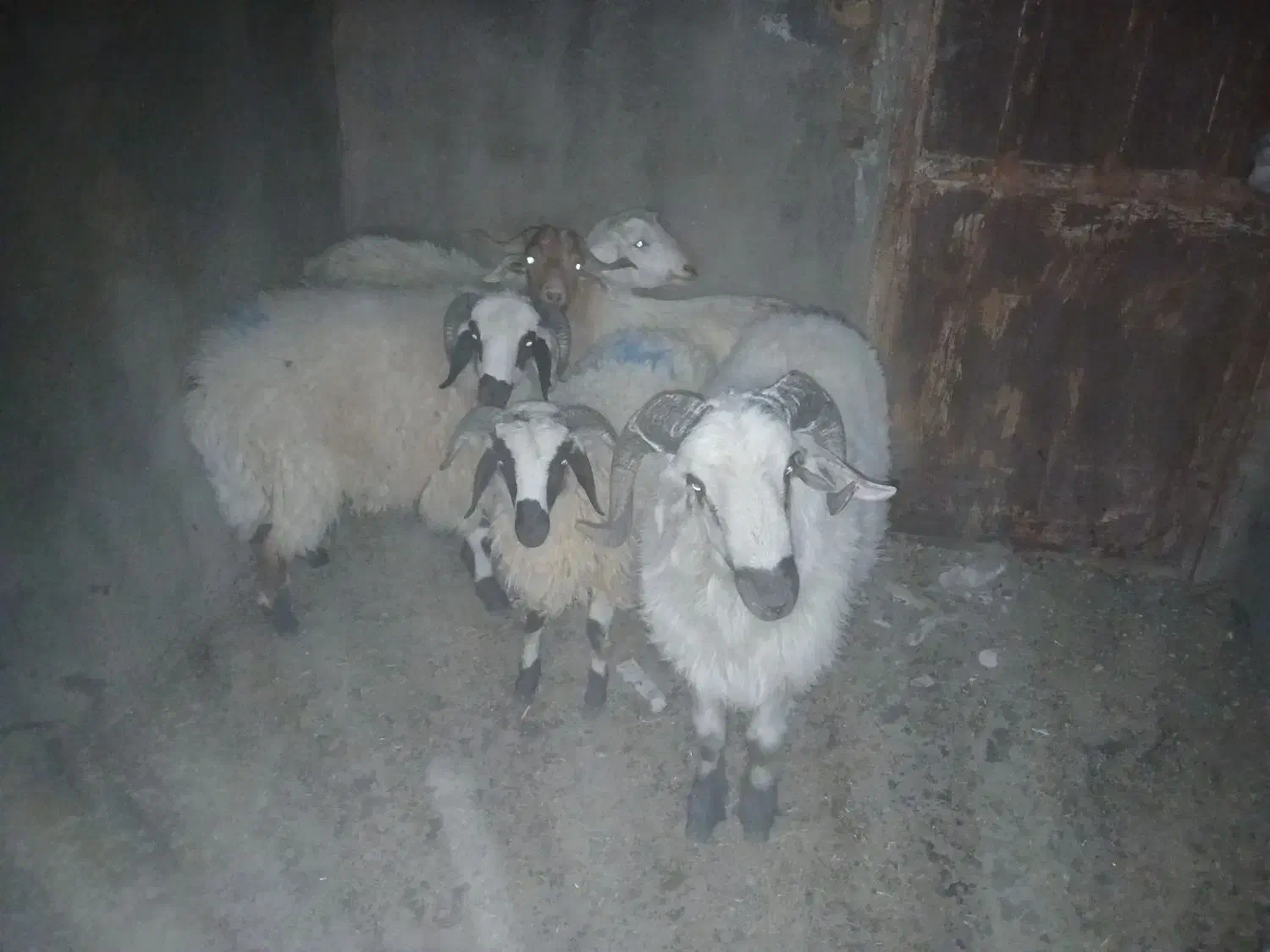 فروش بره و بخته چهارگنبد|حیوانات مزرعه|سیرجان, |دیوار