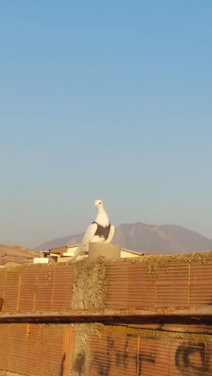 طوقی|پرنده|مینودشت, |دیوار