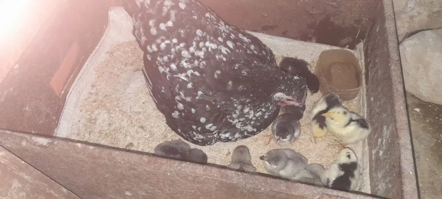 مرغ گلین وجوجه گلین|حیوانات مزرعه|کوه چنار, |دیوار