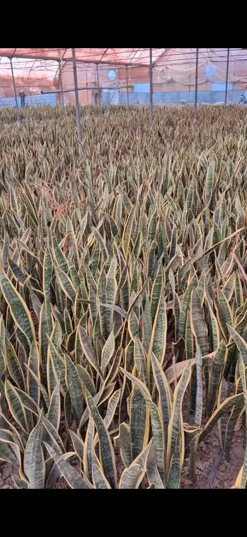 فروش ویژه سانسوریا ابلق بصورت عمده از گلخانه|گل و گیاه طبیعی|قدس, شهرک صنعتی زاگرس|دیوار