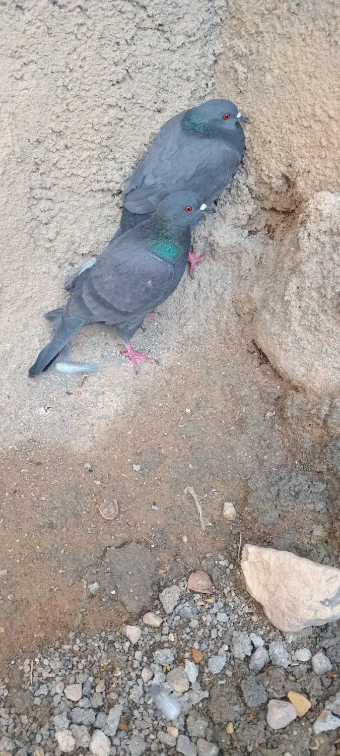 کبوتر|پرنده|شیروان (خراسان), |دیوار