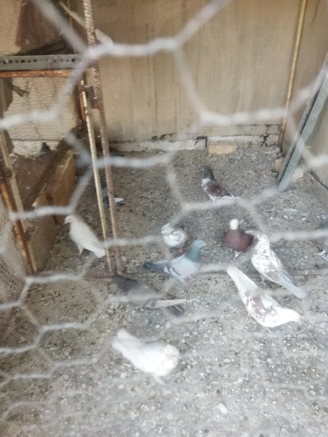 تعدادی گفت.  پدر قناری|پرنده|نجف‌آباد, گلدشت|دیوار