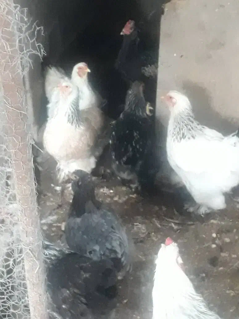 مرغ نژاد برهما|حیوانات مزرعه|کومله, |دیوار