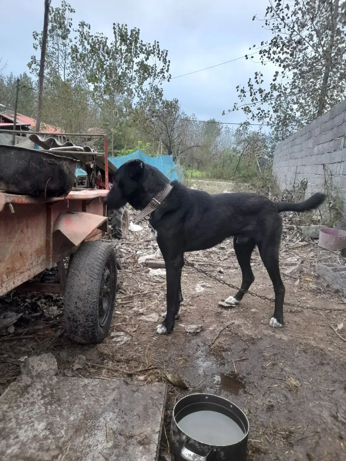 سگ گله|سگ|آستانه اشرفیه, |دیوار