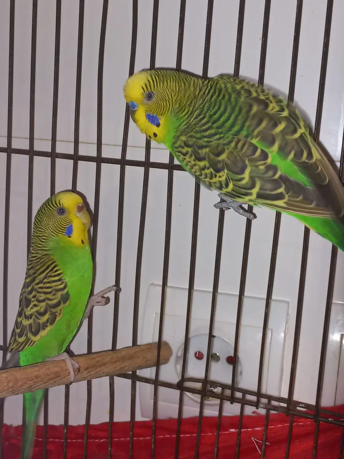 ۲عدد مرغ عشق|پرنده|پردیس, فاز ۸|دیوار