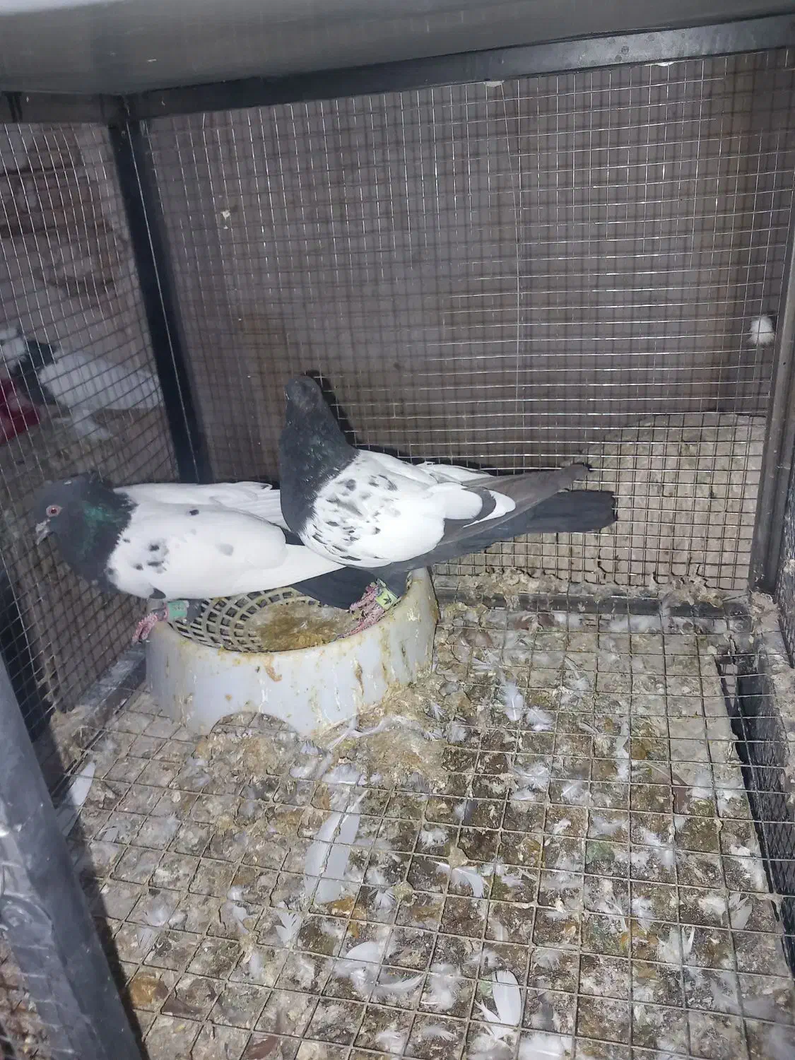 کبوتر سینه ای|پرنده|بابا حیدر, |دیوار