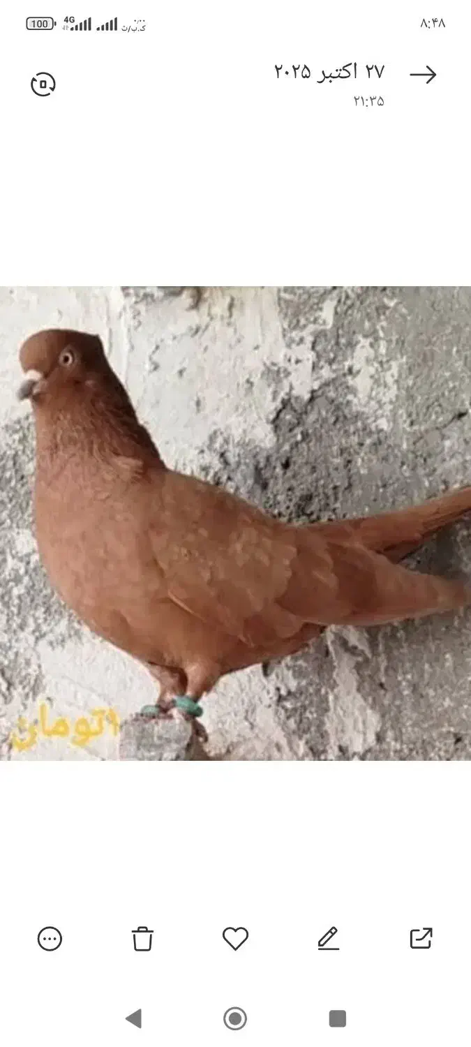 کبوتر فروشگاه هانی|پرنده|دهق, |دیوار