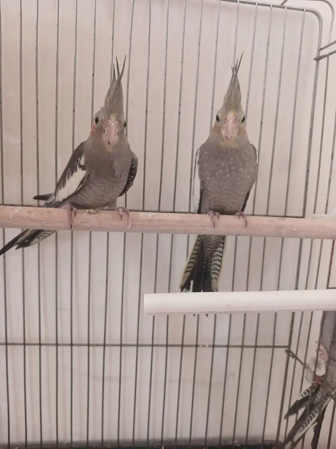 عروس هلندی|پرنده|کرج, کیانمهر|دیوار