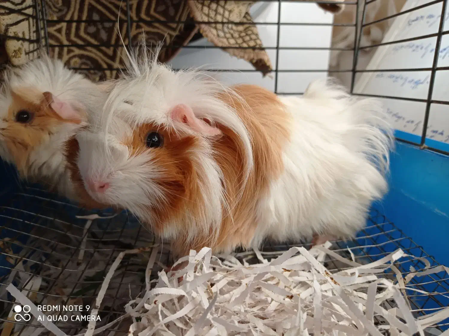 خوکچه هندی|موش و خرگوش|ارومیه, |دیوار