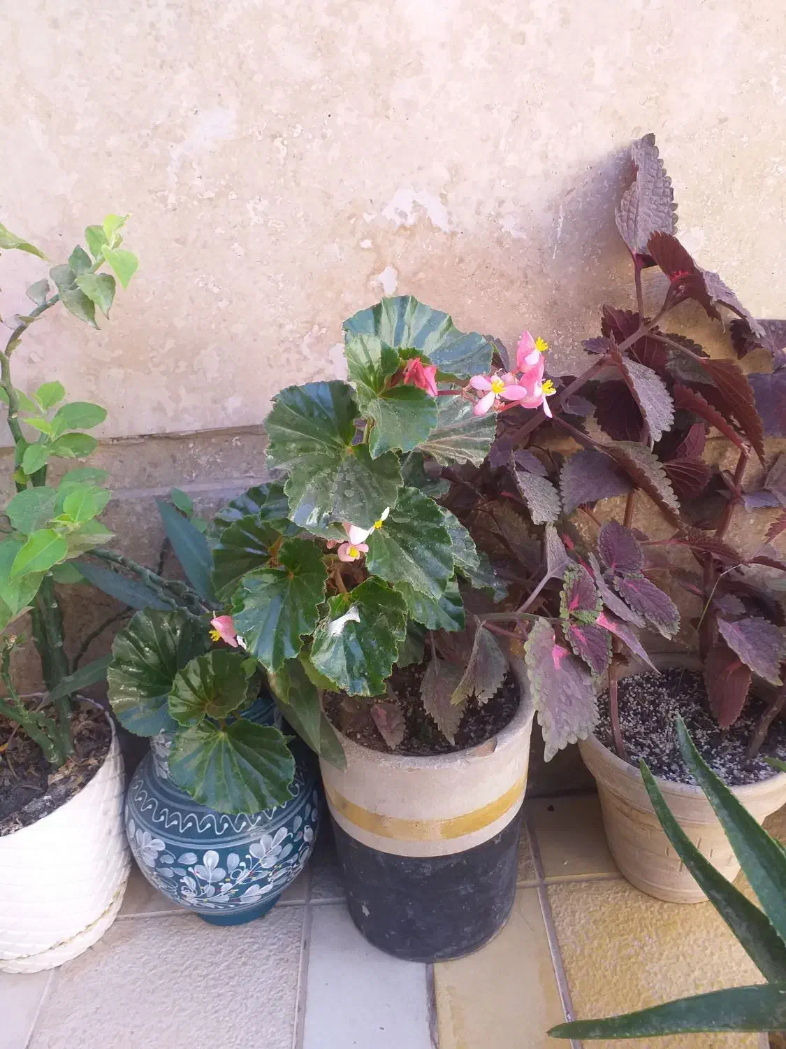 گل طبیعی|گل و گیاه طبیعی|تاکستان, |دیوار