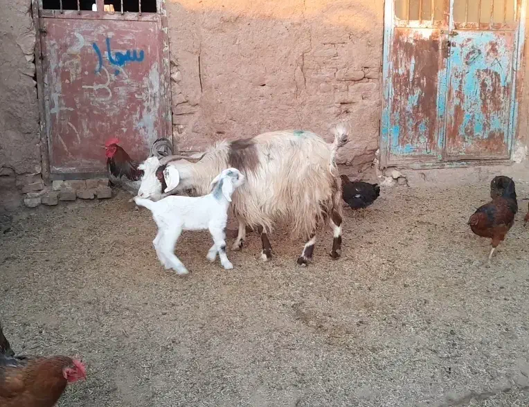 میش زاید و بز زایده و میش ابستن|حیوانات مزرعه|نیشابور, شهرآرا|دیوار