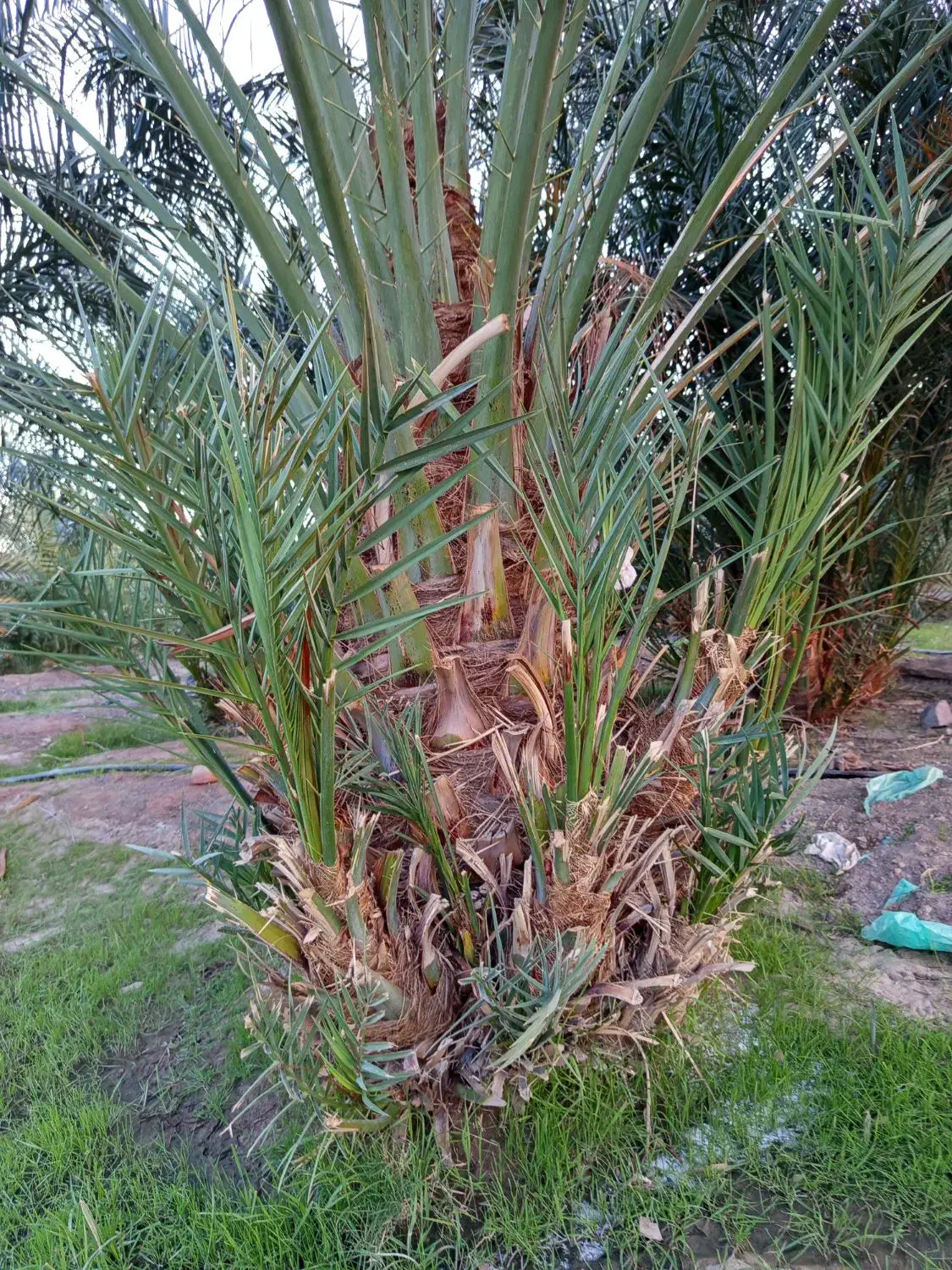 فسیل گلوته|گل و گیاه طبیعی|کهنوج, |دیوار