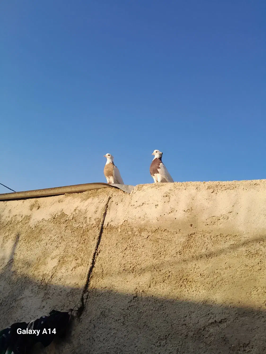 کبوتر طوقی نروماده|پرنده|آبدانان, |دیوار