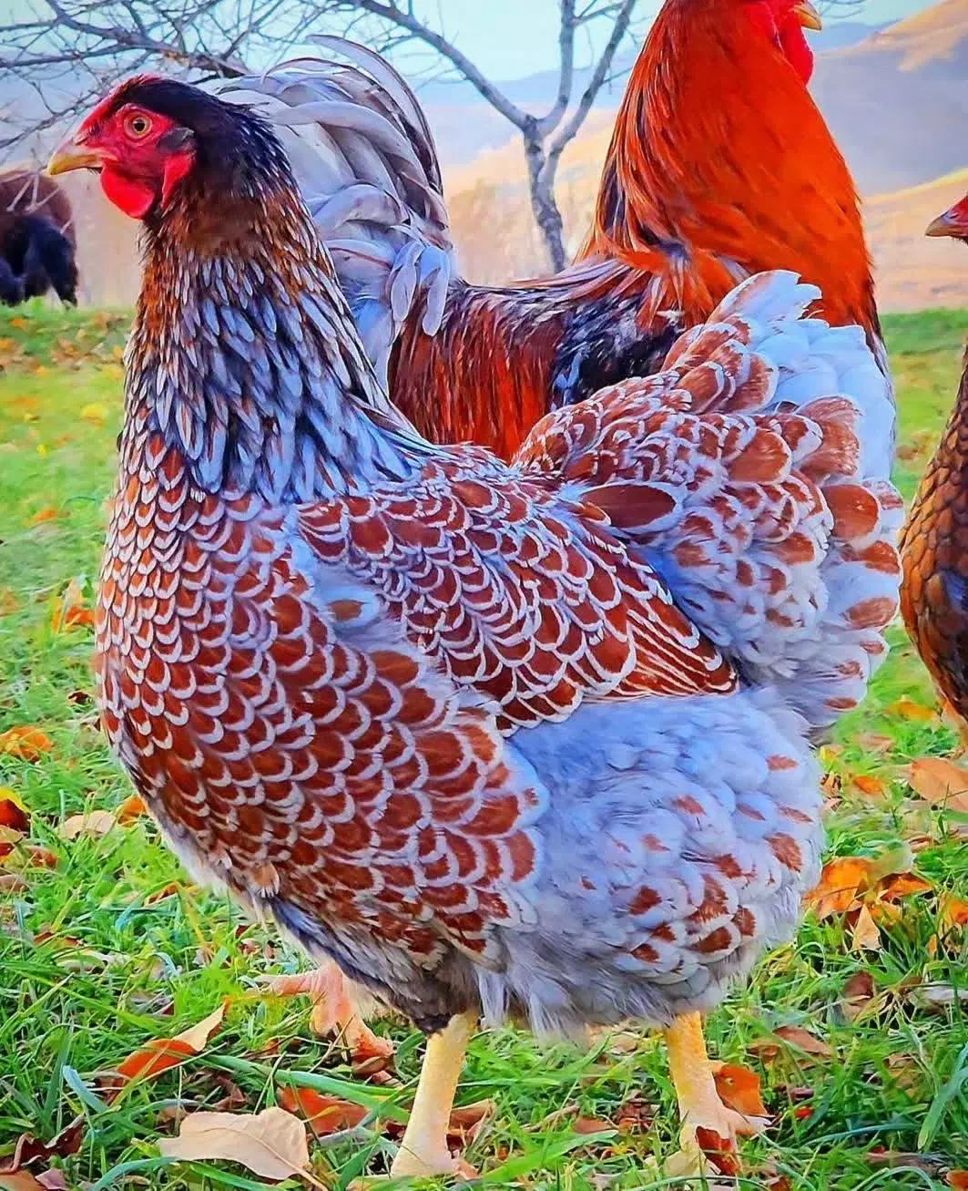 تخم نطفه دار اورپینگتون و ویاندوت|حیوانات مزرعه|تهران, جی|دیوار