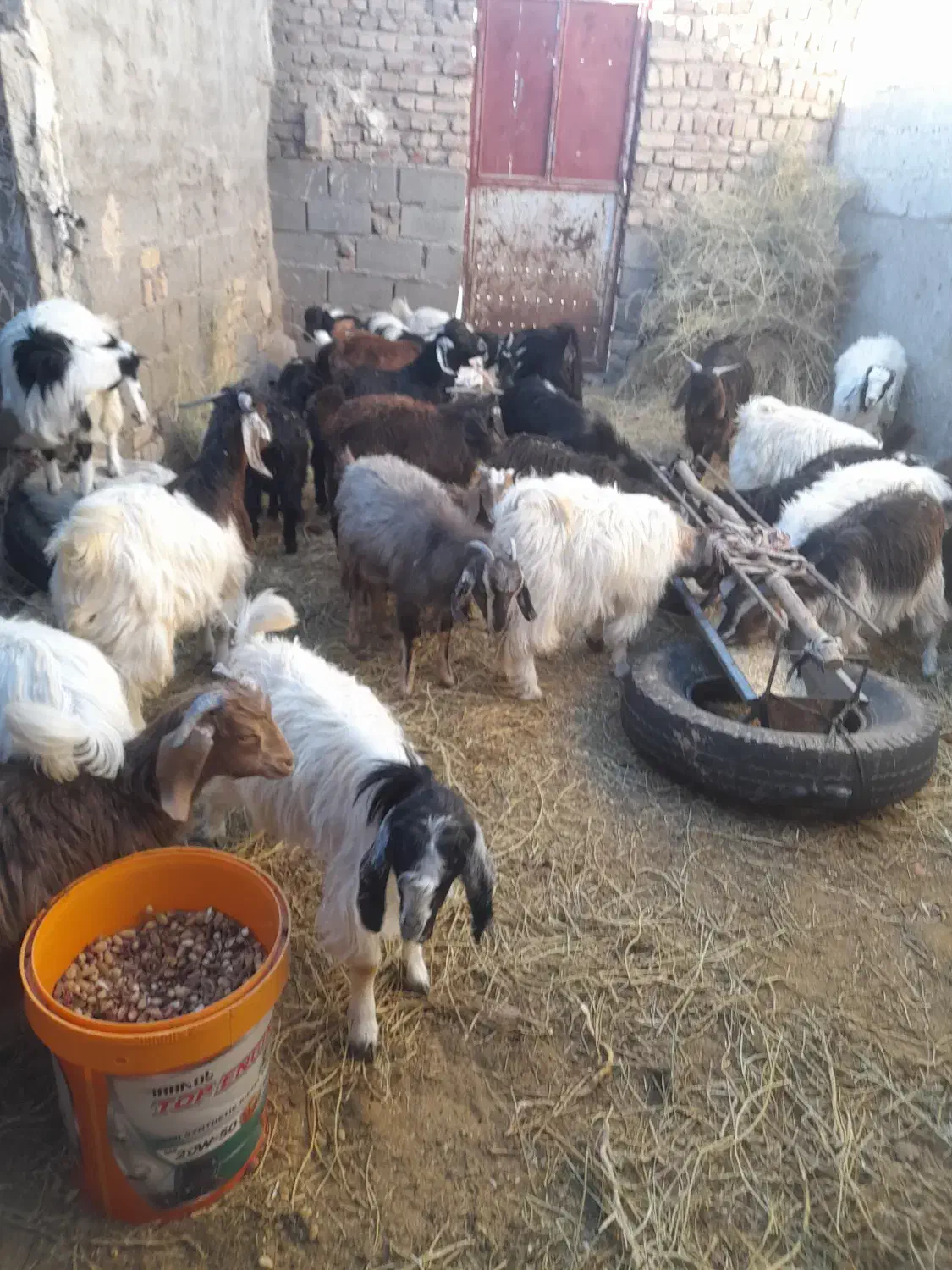 بزغاله ها فروشی هستندکیلوی ۲۷۰|حیوانات مزرعه|قائن, |دیوار