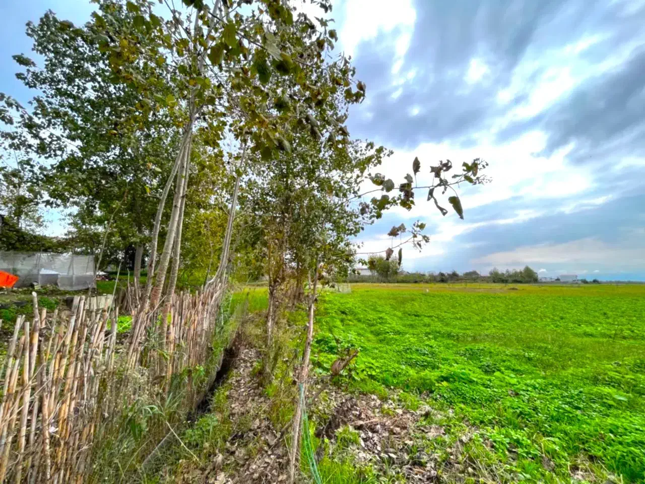 شالیزار2هزار متری چسبیده به بافت بامدارک شسته رفته|فروش زمین و ملک کلنگی|چاف و چمخاله, |دیوار