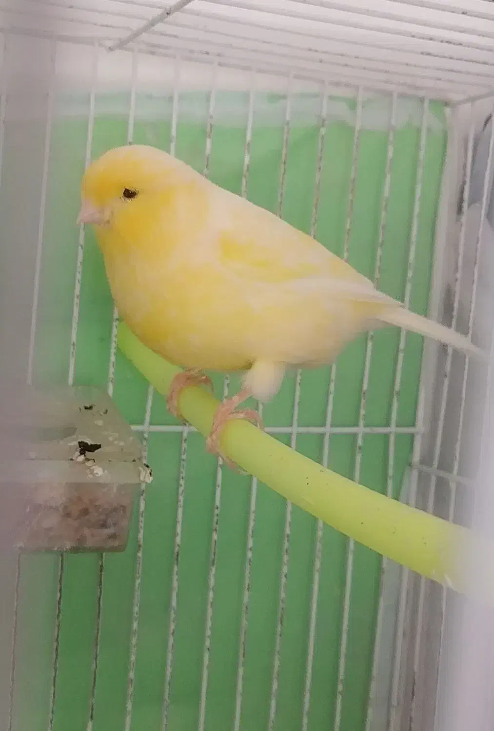 قناری|پرنده|تربت جام, تیپ ۳۸ زرهی تربت جام|دیوار