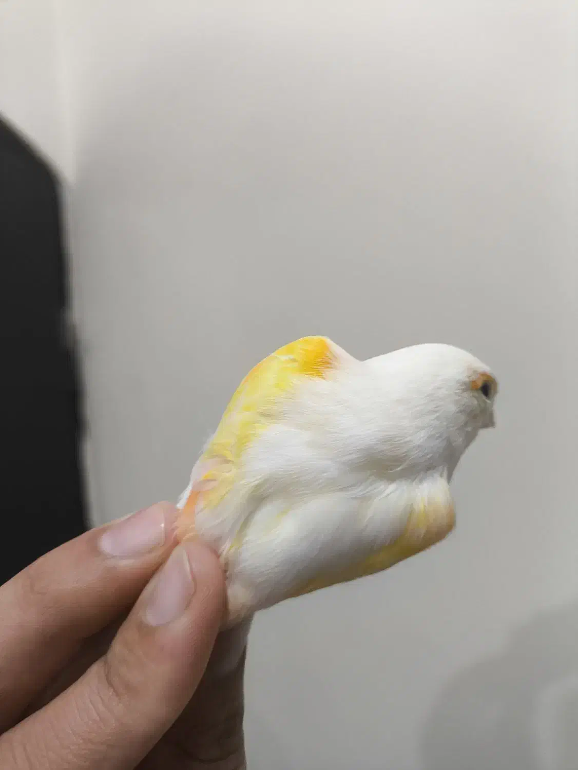 ماده آماده|لوازم جانبی حیوانات|قائن, |دیوار