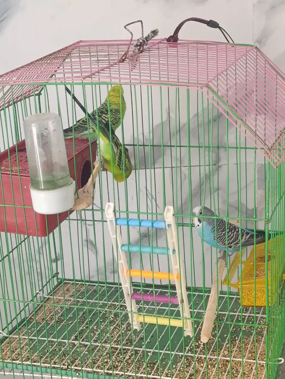 مرغ عشق|پرنده|جم, |دیوار