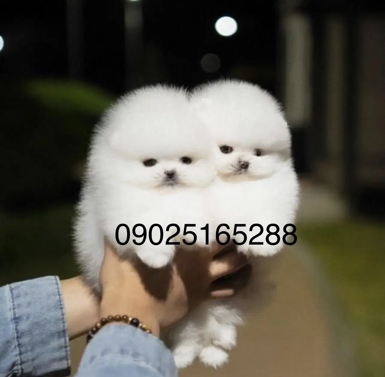 سگ پامر خرسی مستقیم از پرورشدهنده بدون واسطه|سگ|شیراز, باهنر|دیوار