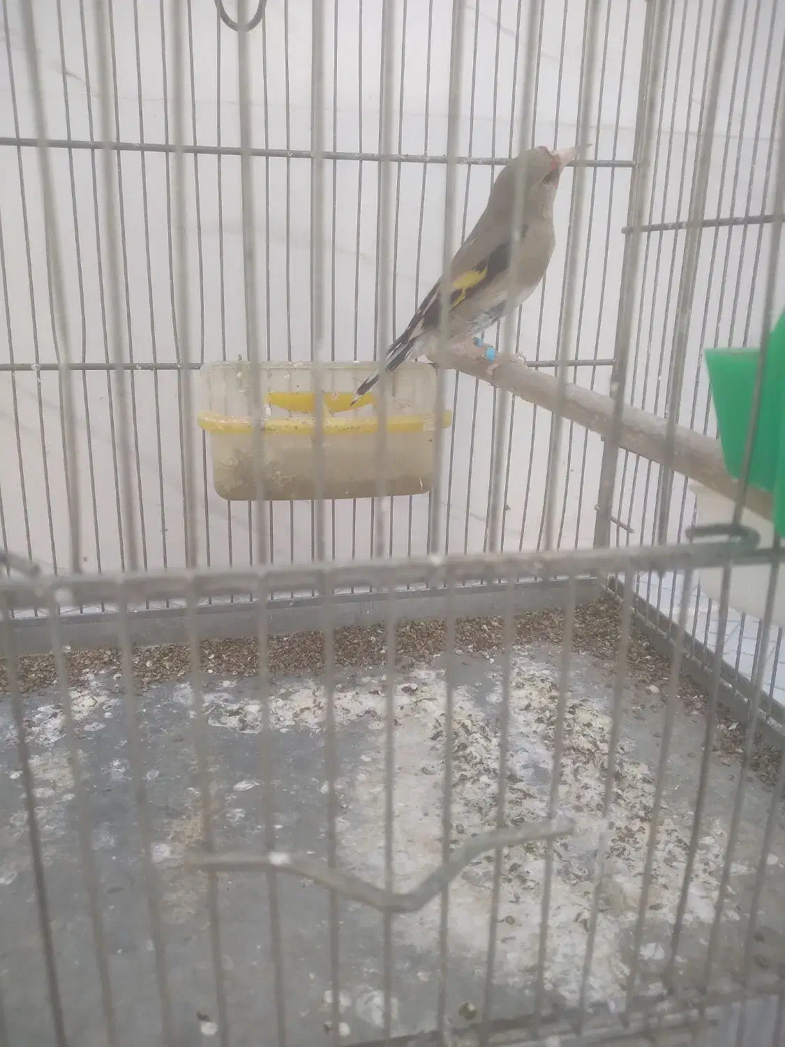 سهره|پرنده|قم, سید معصوم|دیوار