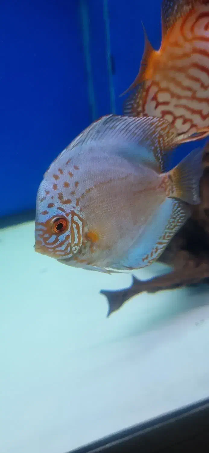 ماهی پوزه خرگوشی و دیسکس ۳ اینچ|ماهی|تبریز, |دیوار