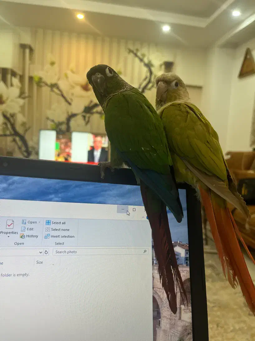 یه جفت گرینچیک|پرنده|کرج, شاهین‌ویلا|دیوار