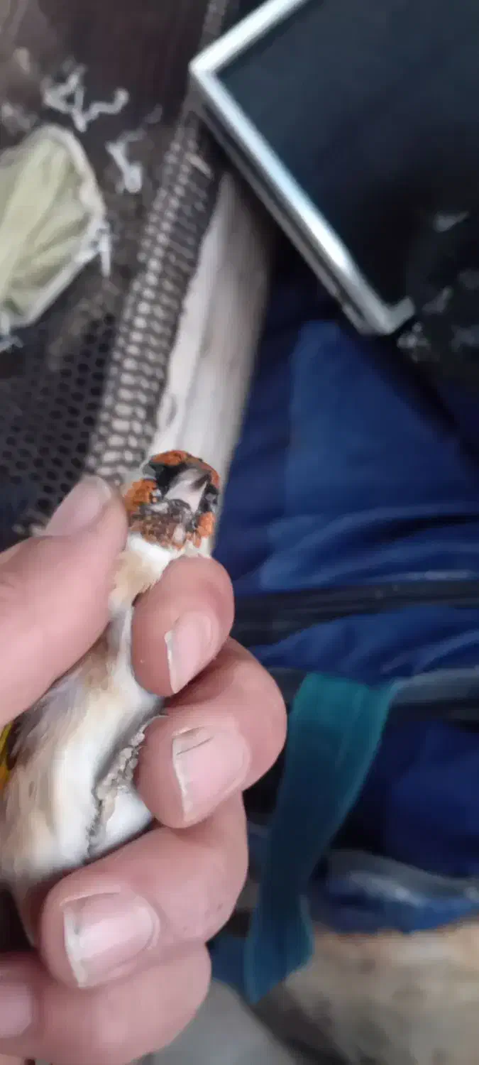 سره هر دو ماده هستند|پرنده|صوفیان, |دیوار