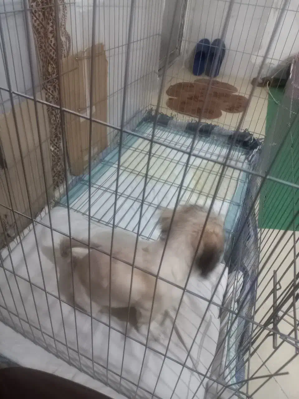 سگ شیتزو مامره ۲نیم ماهه سالم|سگ|مشهد, حضرت حجت|دیوار