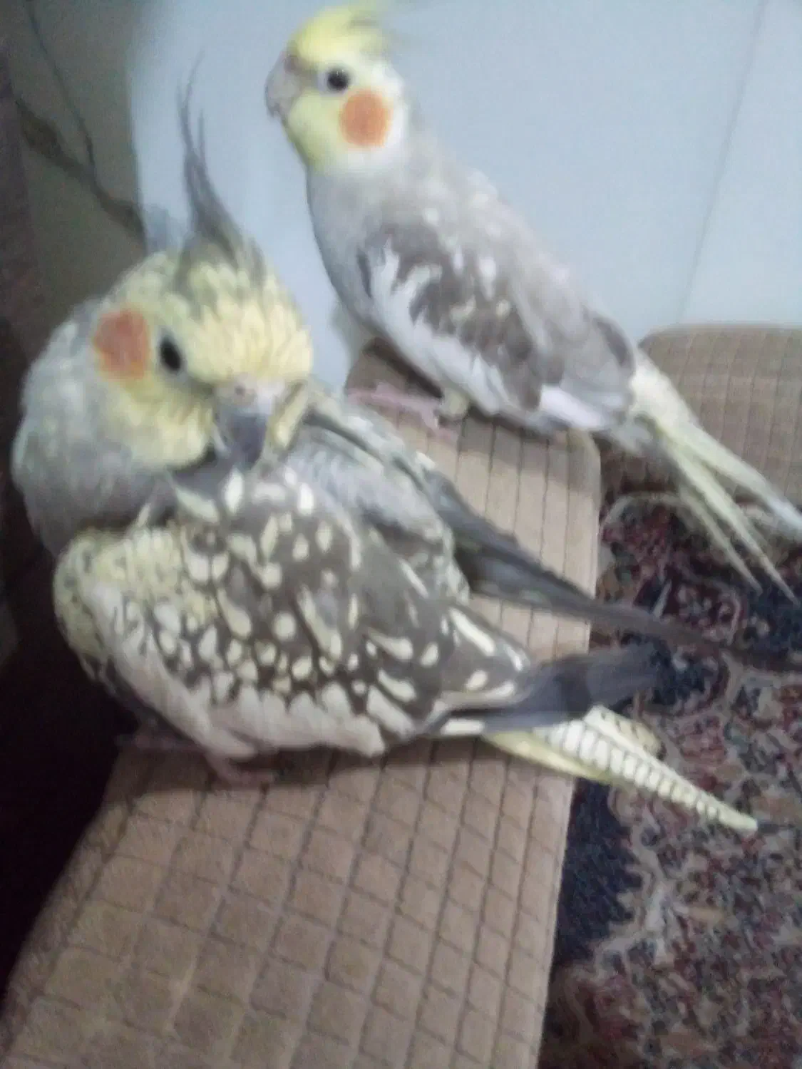 عروس هلندی|پرنده|سیرجان, |دیوار