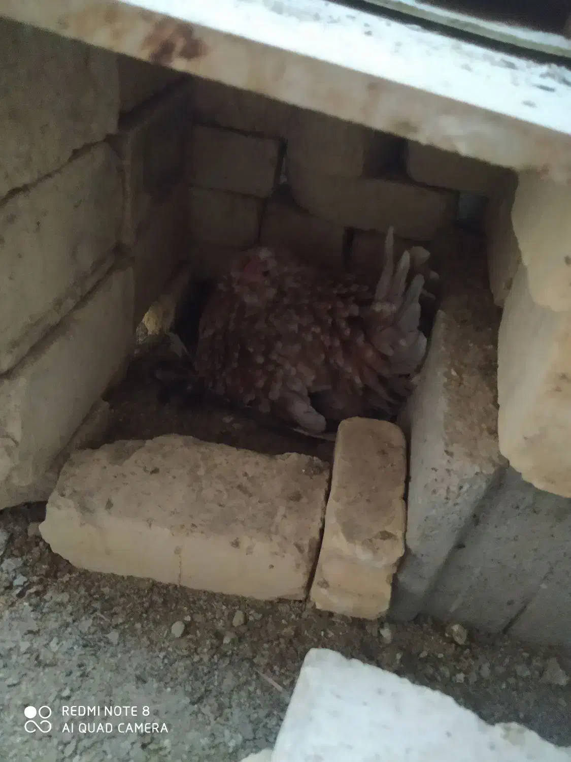 دوتک|حیوانات مزرعه|خمینیشهر, |دیوار