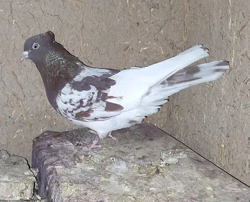 کفتر جفت کله سرخ|پرنده|مرودشت, پشت سایپا‎|دیوار