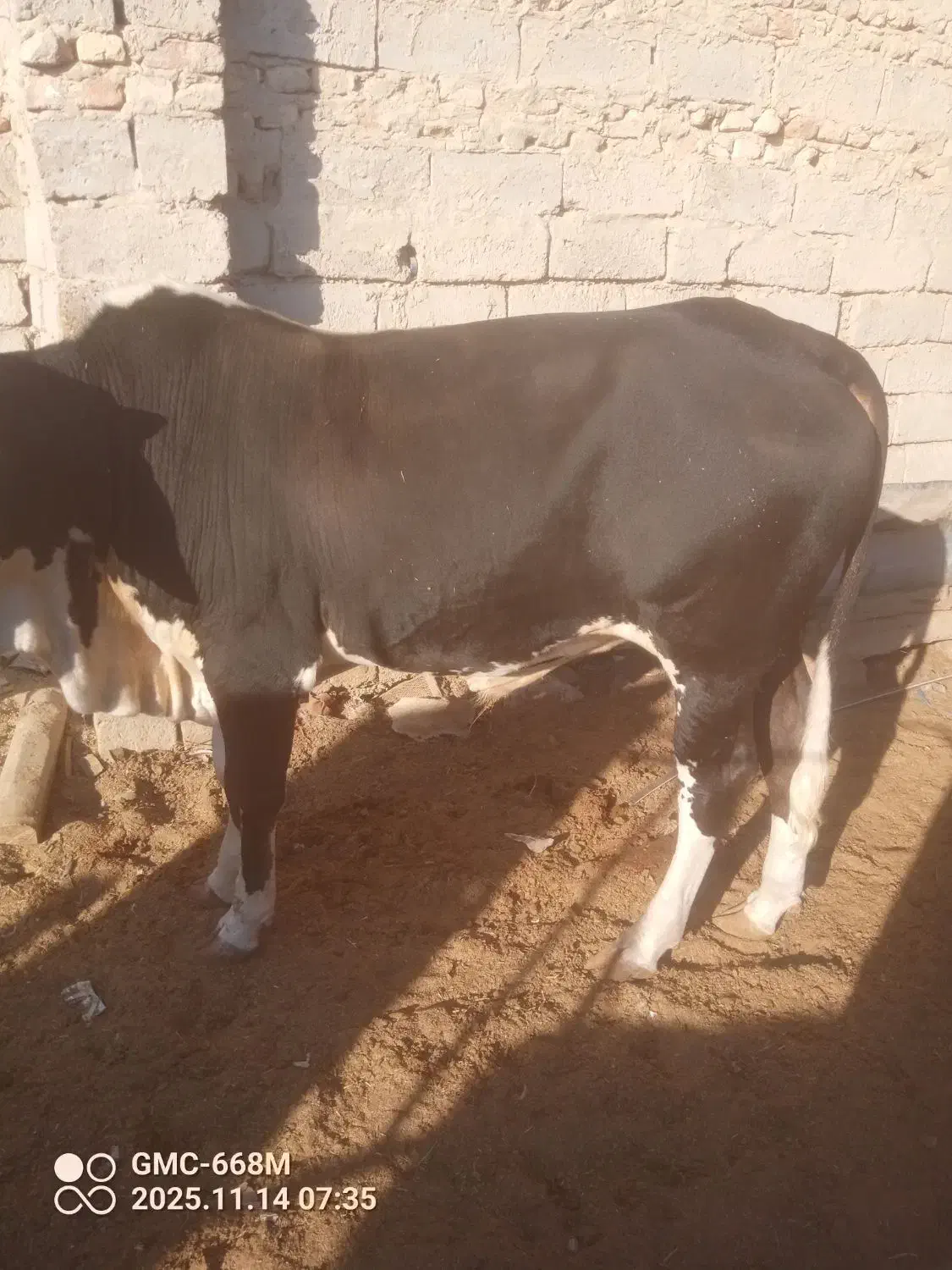 گوساله نر پلواری|حیوانات مزرعه|زابل, |دیوار