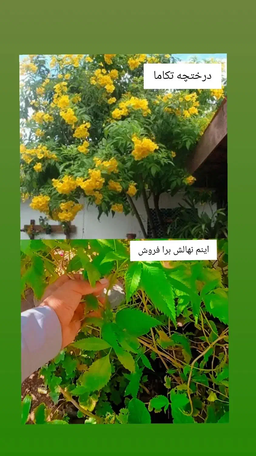 گل گیاه و نهال|گل و گیاه طبیعی|بم, |دیوار