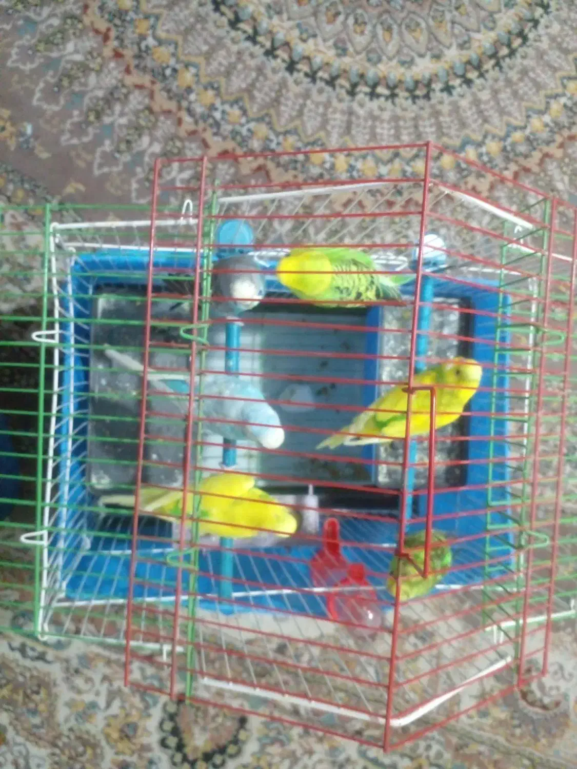 مرغ عشق|پرنده|گرگان, |دیوار