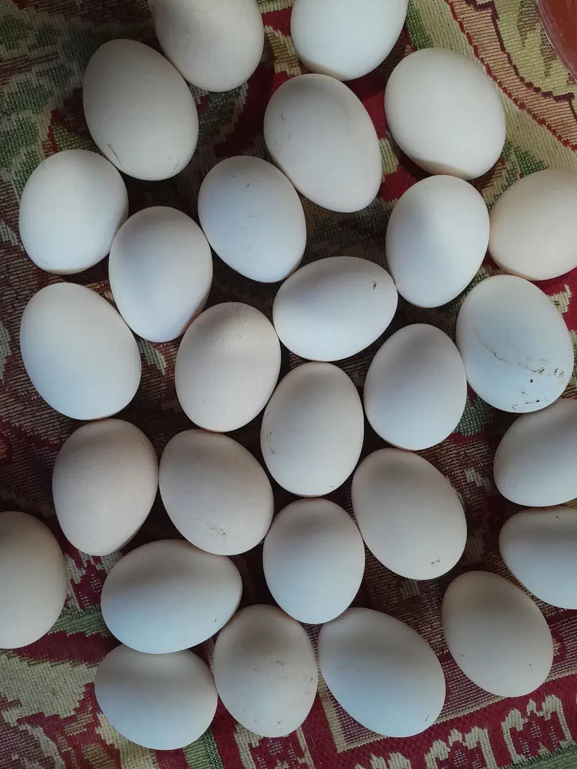 تخم مرغ محلی نطفه دار|حیوانات مزرعه|نیمروز, |دیوار