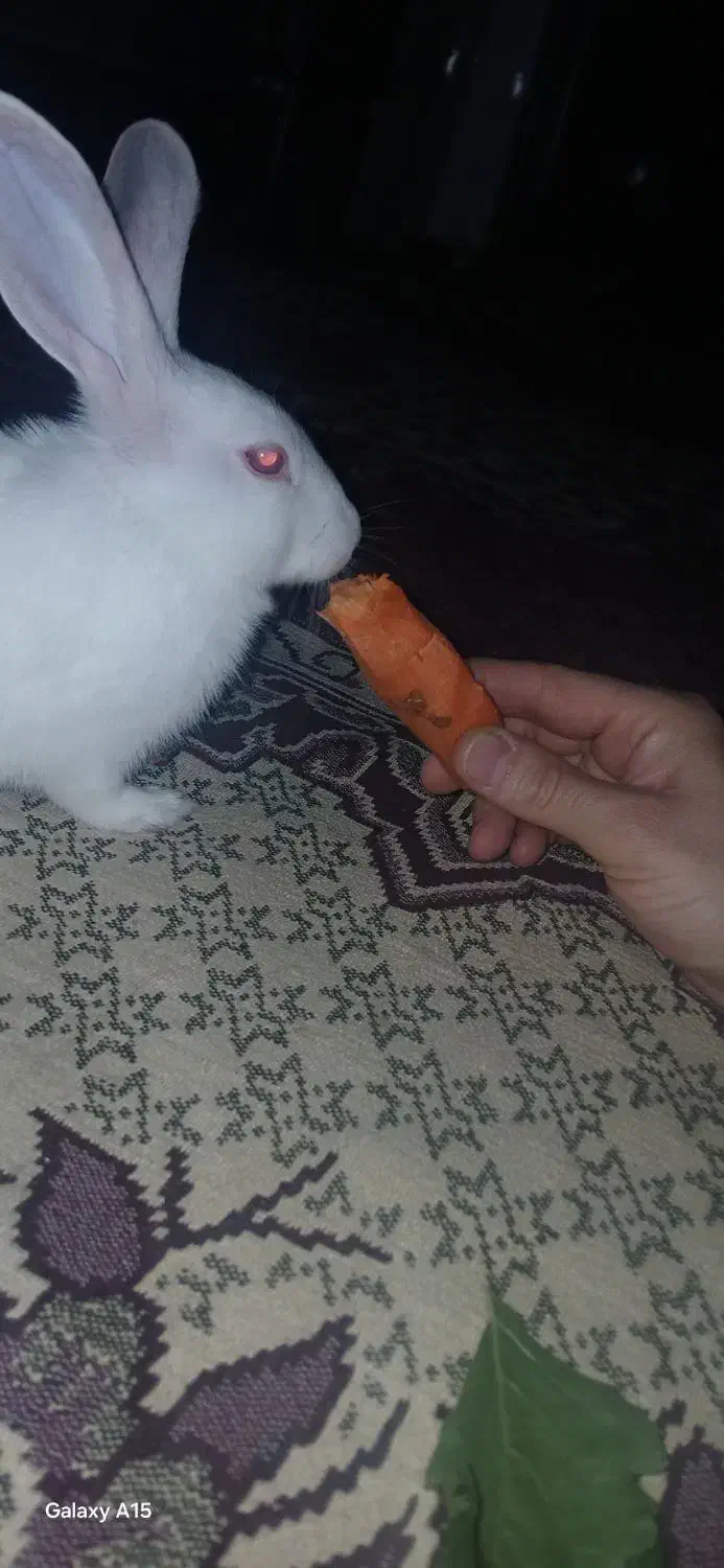 خرگوش|موش و خرگوش|ارومیه, |دیوار