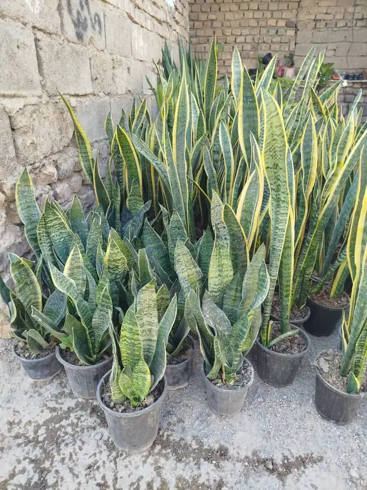 سانسوریا فقط ۲۰۰|گل و گیاه طبیعی|زابل, |دیوار