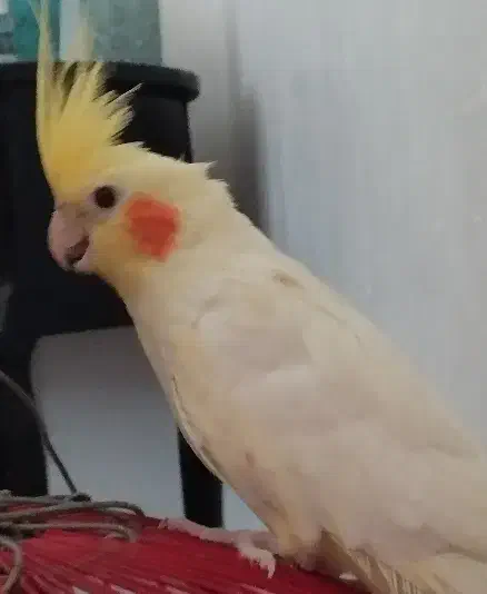 فروش عروس هلندی|پرنده|بهشهر, |دیوار