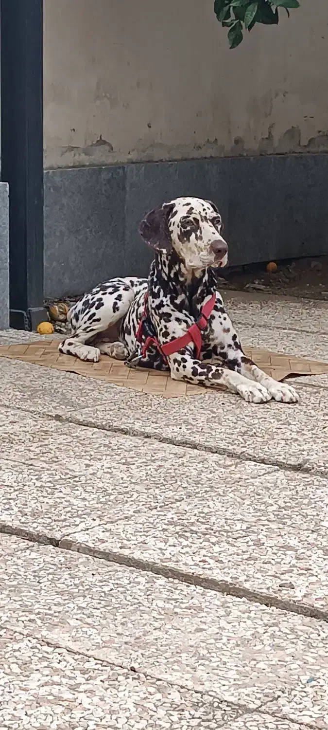 سگ شکاری نژاد دالمیشن|سگ|رامسر, |دیوار